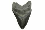 Serrated, Fossil Megalodon Tooth - South Carolina #374679-1